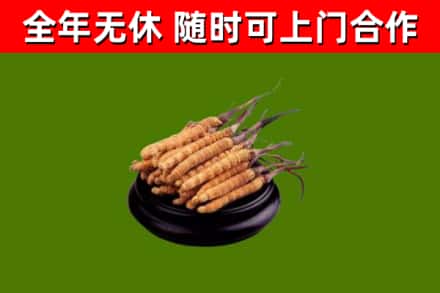 彭泽回收冬虫夏草