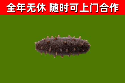 彭泽回收海参干